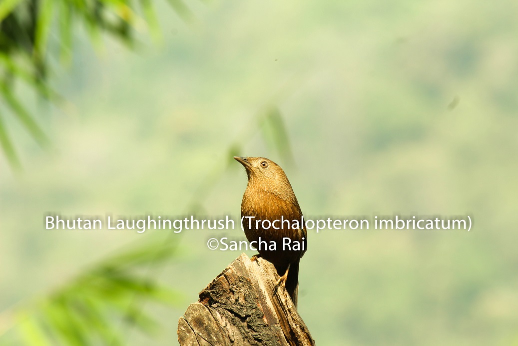 Laughing