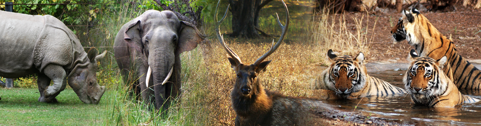 fauna